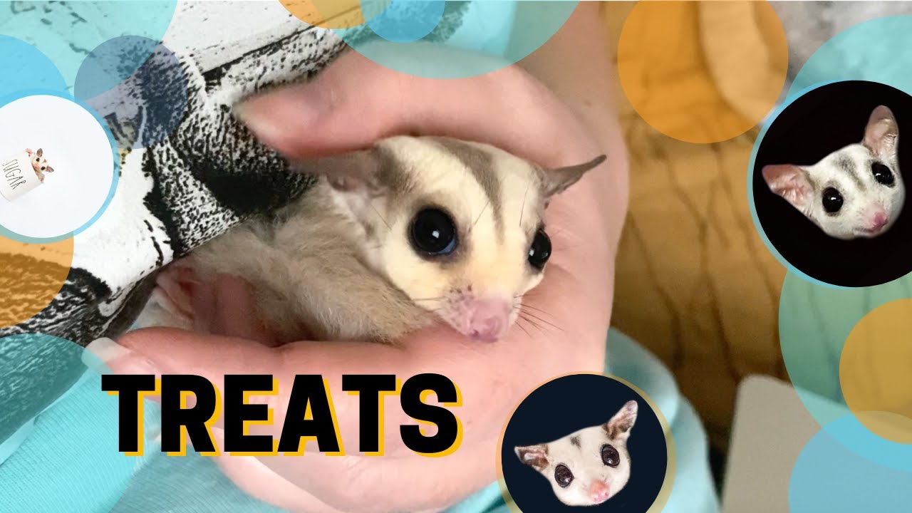 Treats for Sugar Gliders | What treats do I feed my sugar gliders?