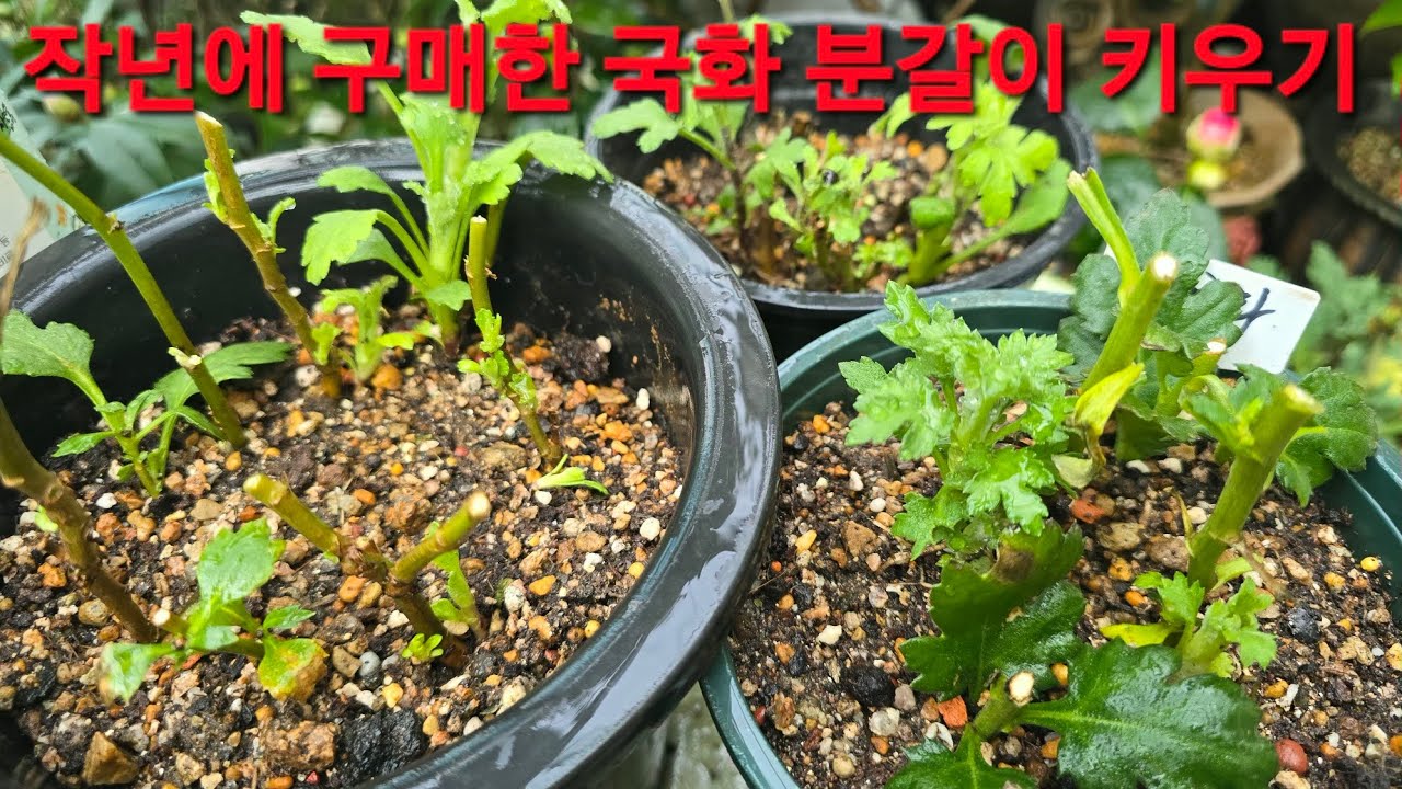 작년에 구입한 꽃이진 #국화 #분갈이 #키우기