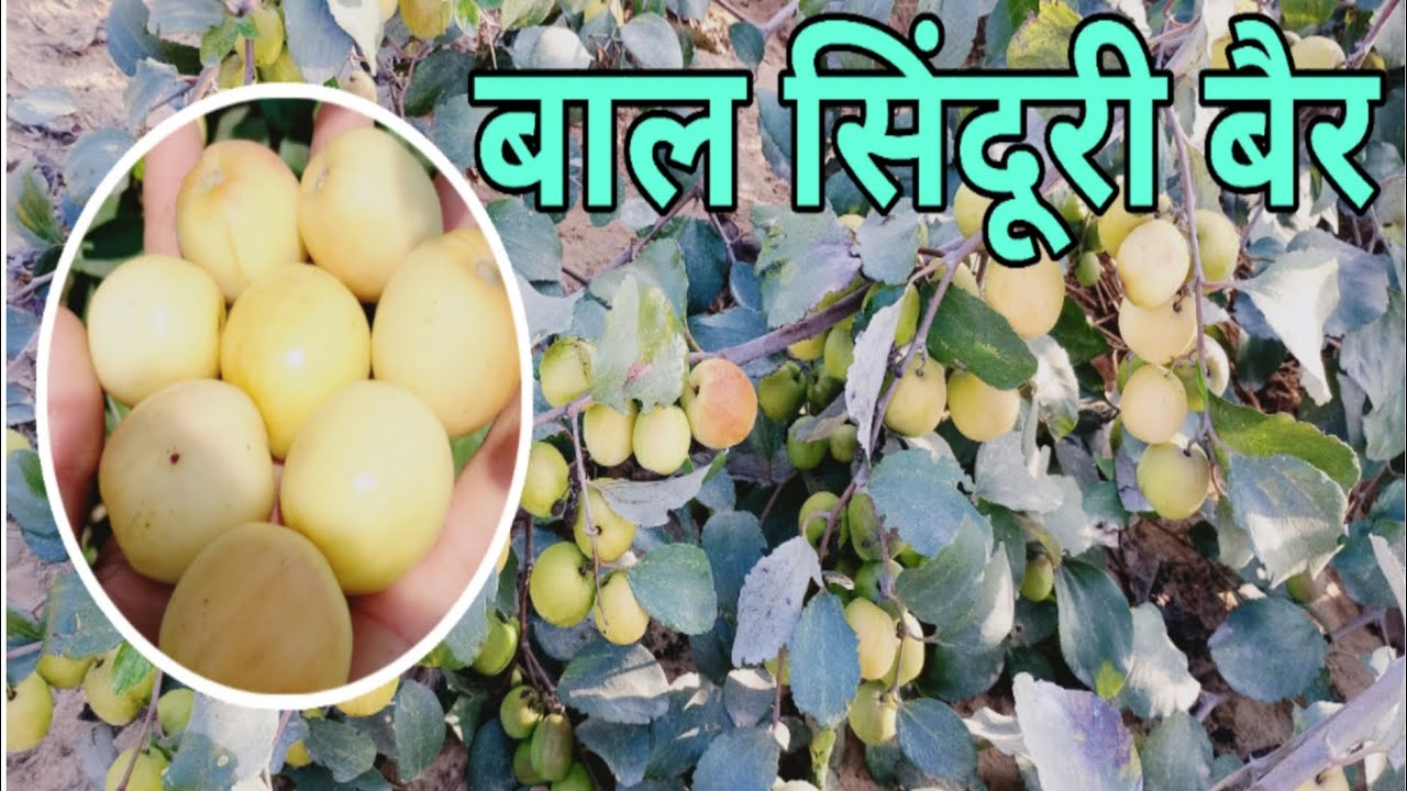 बाल सिंदूरी बैर 💯🔥🔥💯  TheGreenFarmer || KargwalAppleBer @mgRJ31aala