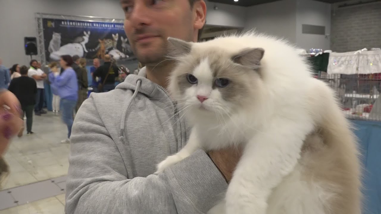 Mostra felina, campioni in primo piano