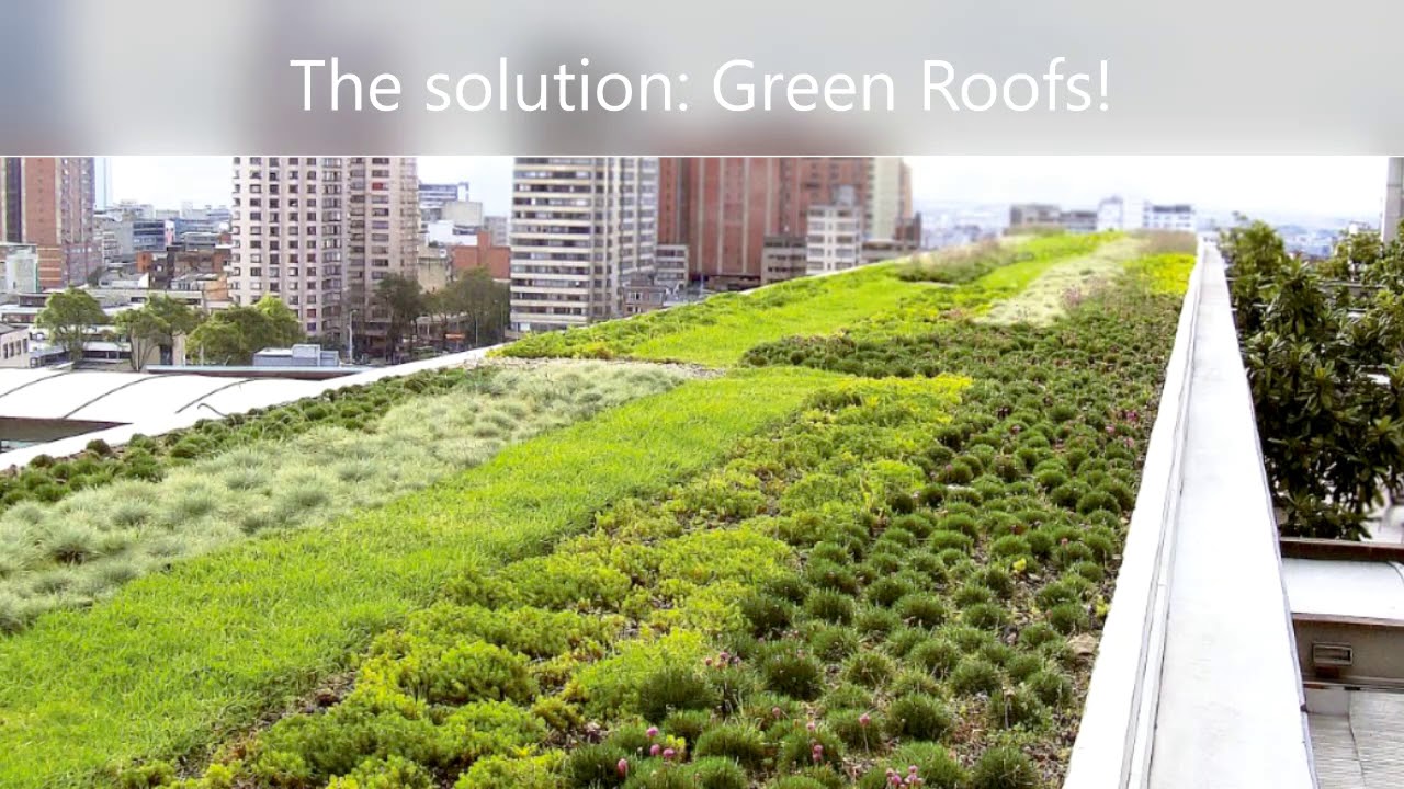 Green Roofs by Boran Israel Megerssa