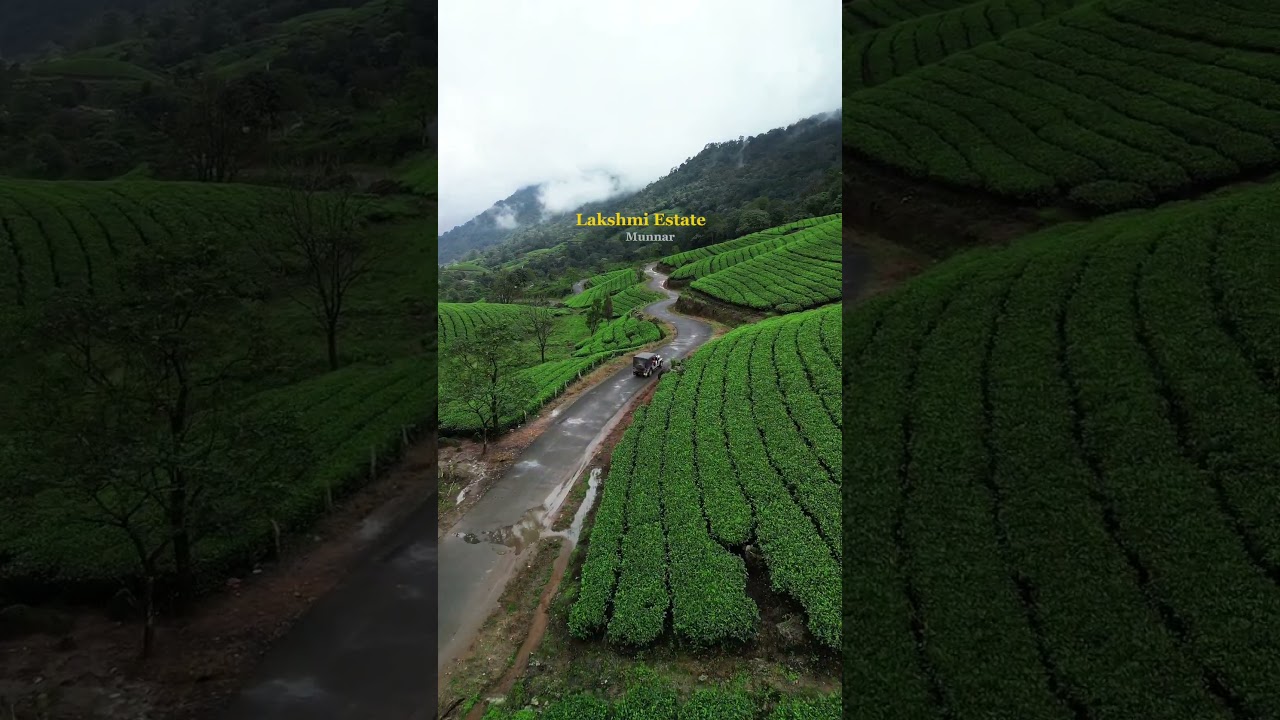 Lakshmi Tea Estate | Top Destinations | The Grand Cliff | Mankulam | Munnar