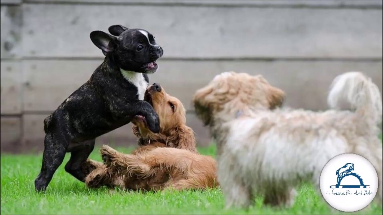 8 CONSIGLI PER I CUCCIOLI