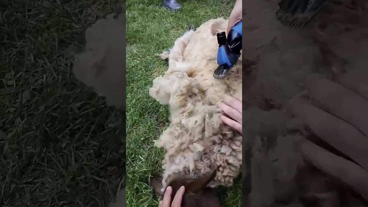 Tonte d’un mouton