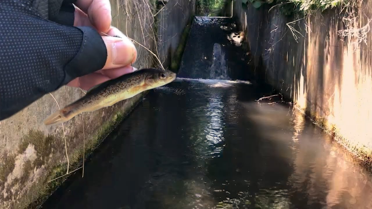 ウキと水中に注目！用水路の行き止まりで魚を泳がせると・・・