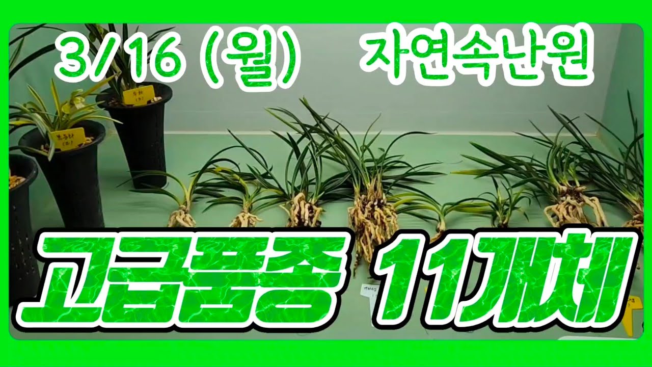 [3월 16일] 자화, 복륜화, 두화, 태극선, 봉치호피, 백복륜, 백옥소, 서반, 서호반, 옹달샘, 입변솔란 올려봅니다.