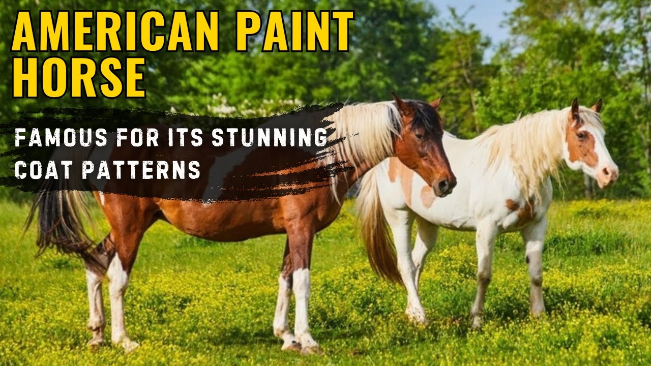 All About American Paint Horses - How They Became Icons of the American West