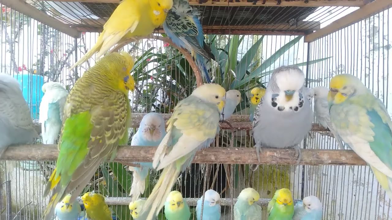 👀このケージ、セキセイインコは好き？それとも嫌い？