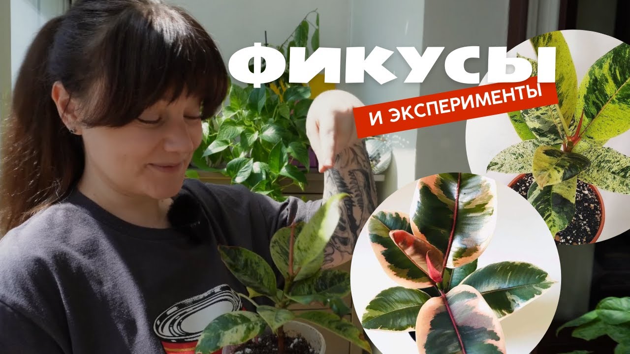 Фикус: уход, содержание, как поливать, сколько света нужно, и прочие важные вопросы