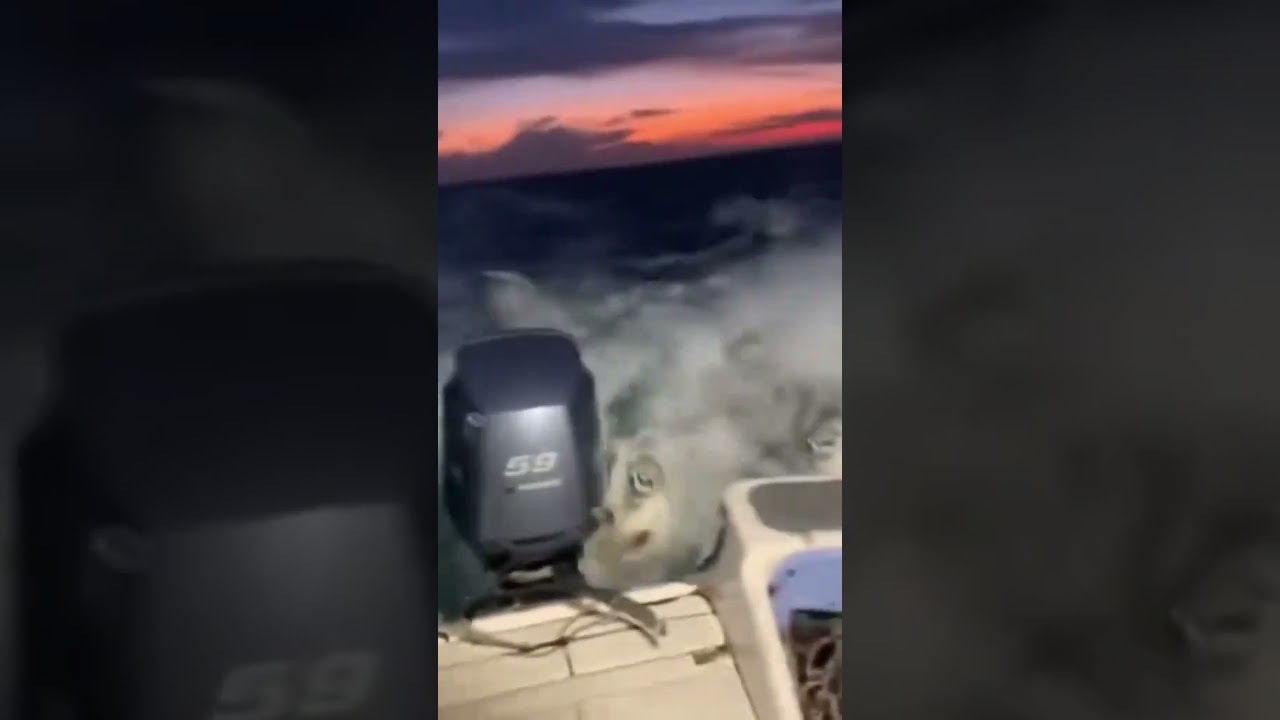 Boat Crew Films TERRIFYING Siren Pack Chasing Them — Real Recording! 