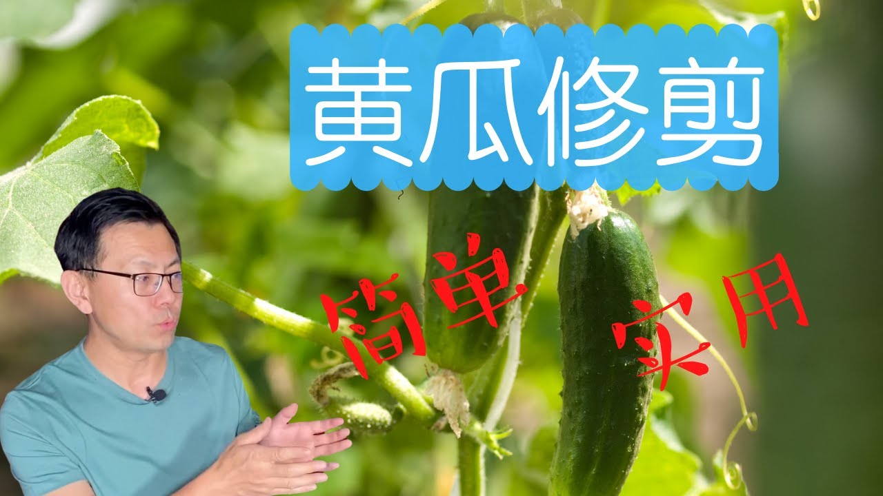 黄瓜修剪，简单，实用。黄瓜的品种可以分为三类：主蔓结黄瓜，侧蔓结黄瓜，主蔓和侧蔓都结黄瓜