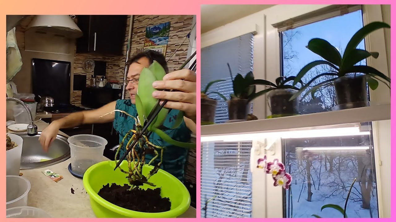 КАК УСТРОЕНЫ ПОДОКОННИКИ💥ПЕРЕСАДКА ОРХИДЕИ 