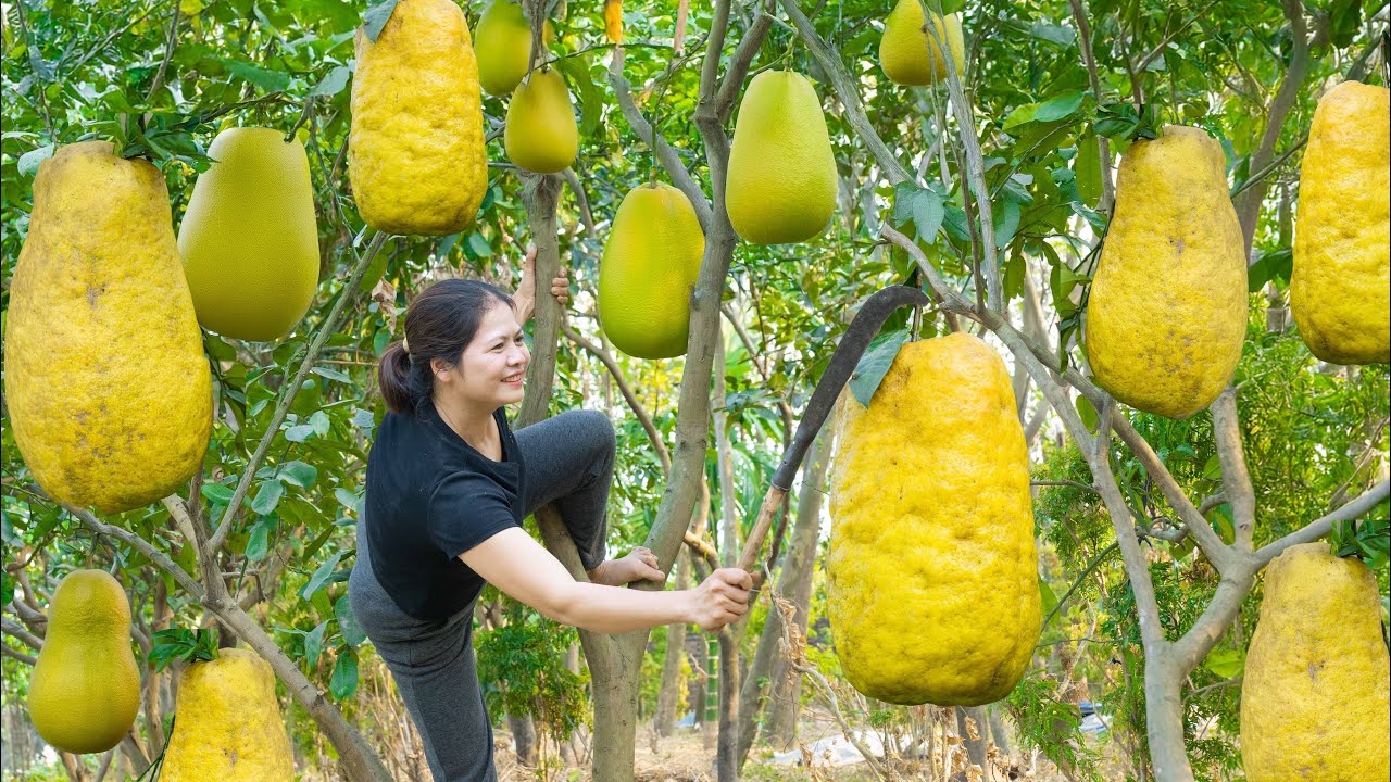 Harvesting Giant Monitor Grapefruit to Sell at Market &ndash; Making Toast with Citrus Salad Dressing