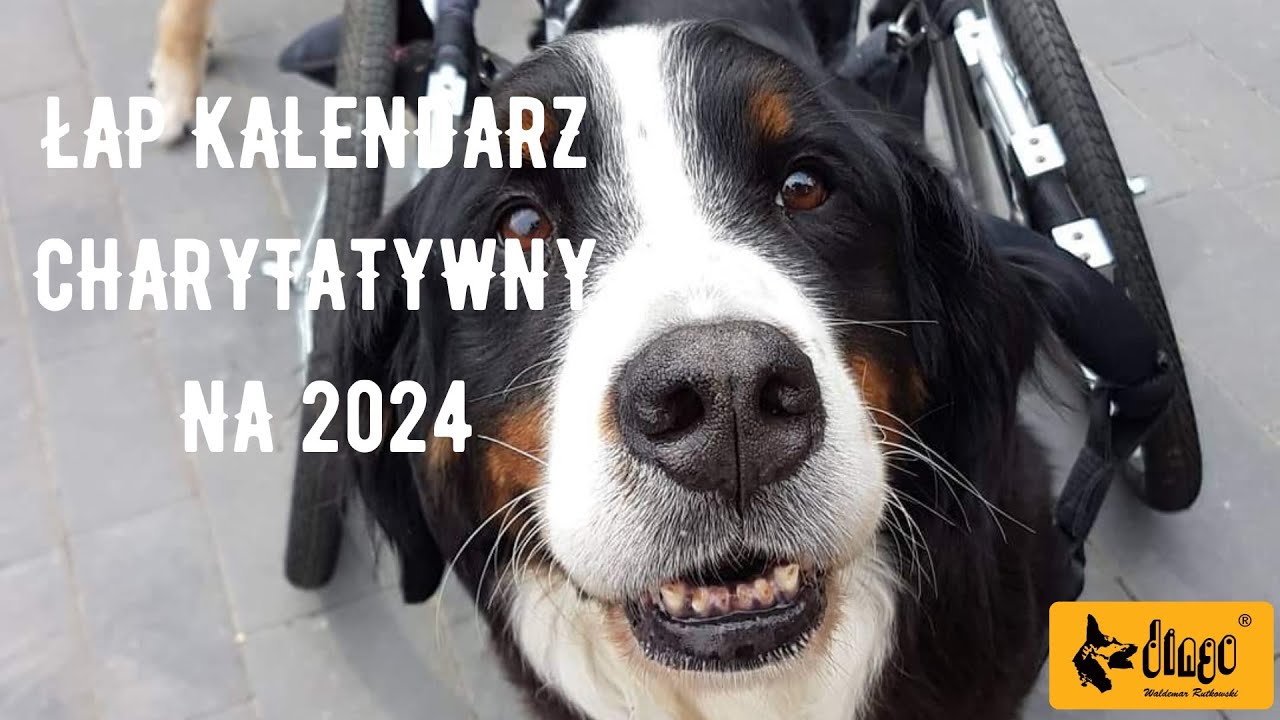 KALENDARZ CHARYTATYWNY 2024 #ADOPTUJNIEKUPUJ