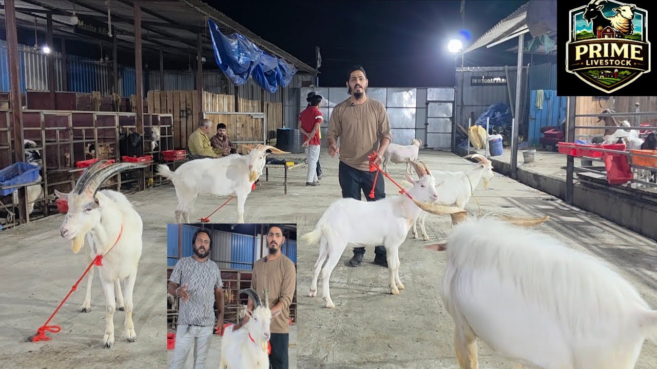 IMP Sanean Ka Khazaana Collection At Prime Livestock | Sanean Top Breedline Goats At H2 Goat Farm.