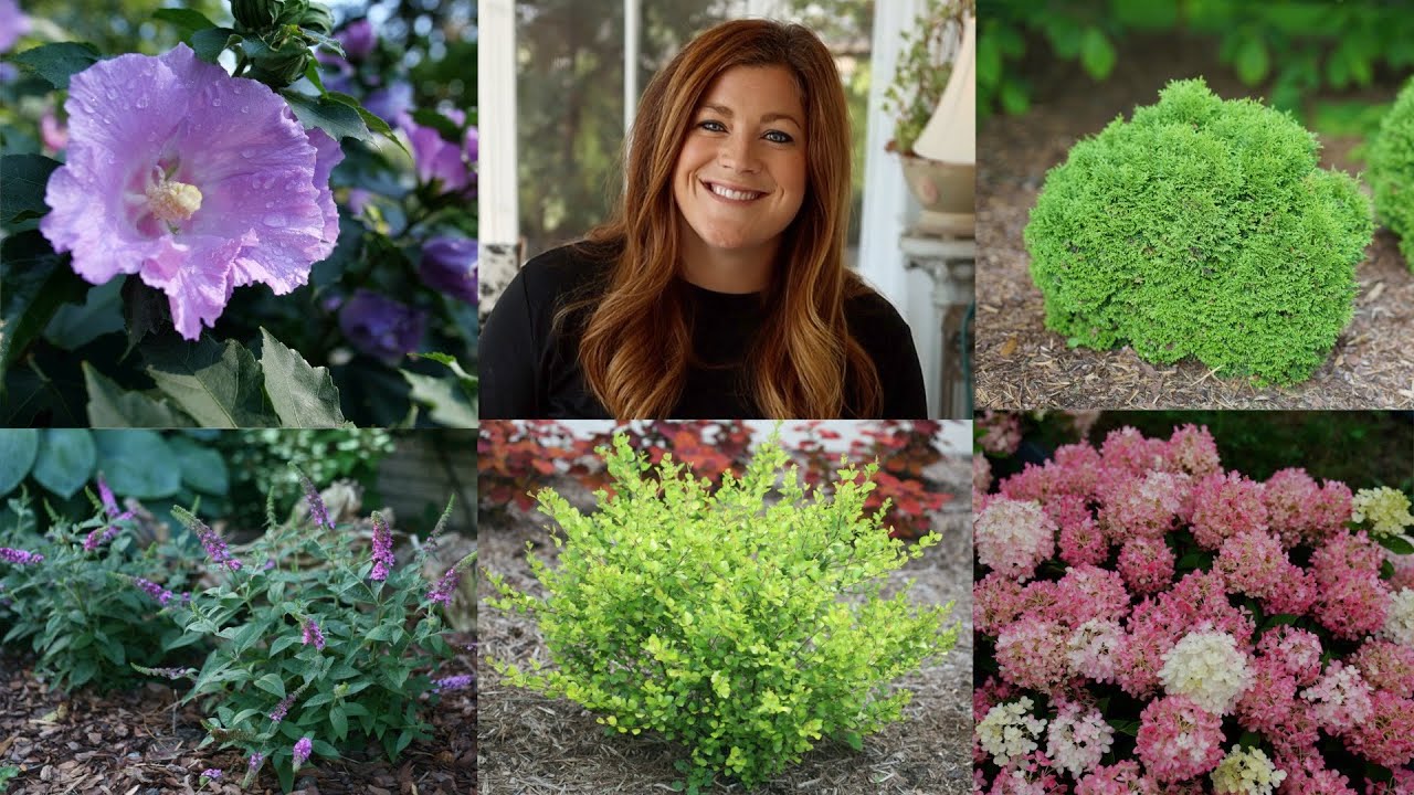 10 небольших кустарников, которые украсят любой сад! 🌿 // Garden Answer