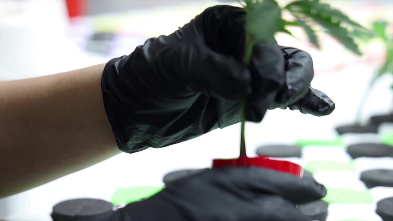 Cutting clones of Apple Tartz at Smokey Okies Cannabis