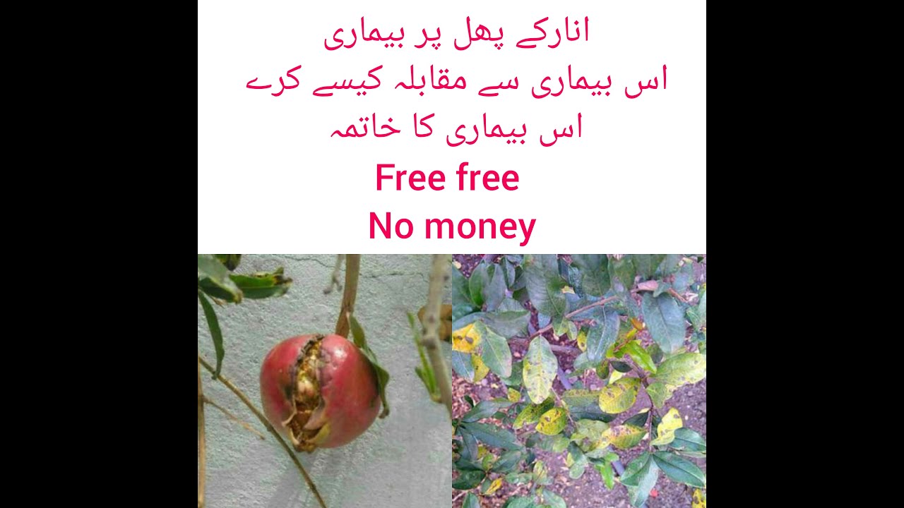 pomegranate fruit cracking #pomegrante cracking #how to control cracking pomegranate #short