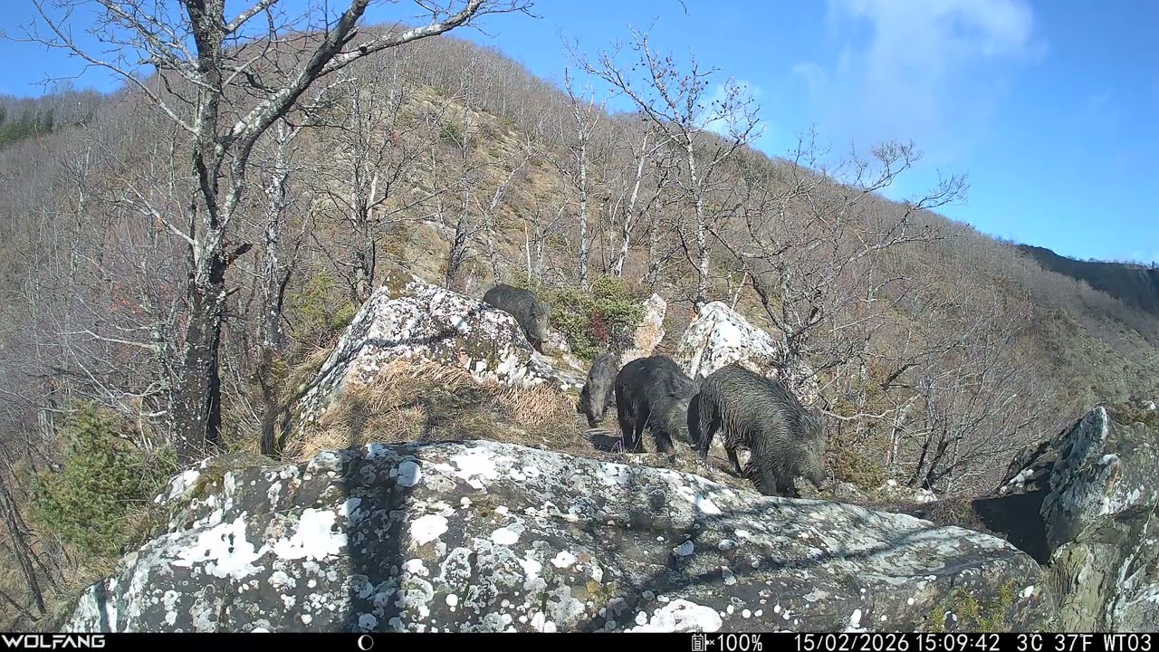 Cinghiali 🐗 - Sus Scrofa #fototrappolaggio