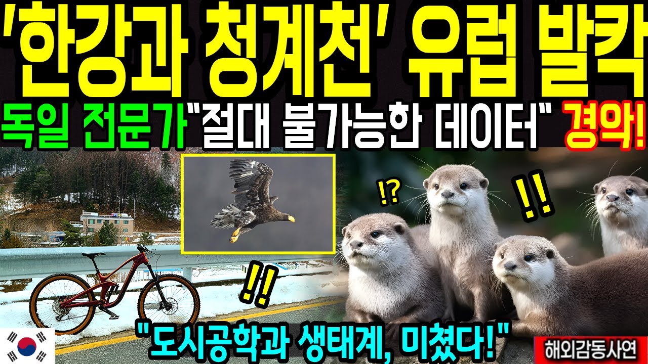 서울 한강 또 난리났다! 유럽전역 대호평! 서울의 한강 청계천 겨울 생태에 화들짝! 서울의 비교불가한 인프라에 감동 [해외감동사연]
