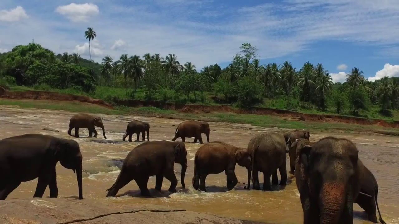 Sri Lanka - Pinnawala - Elephant Orphanage - Bath & Yoga Time