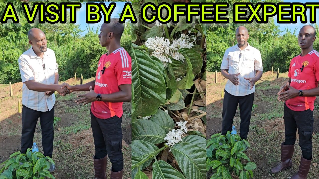 COFFEE FARMING:LEARNING FROM AN EXPERT IN THE TRADE IS KEY.