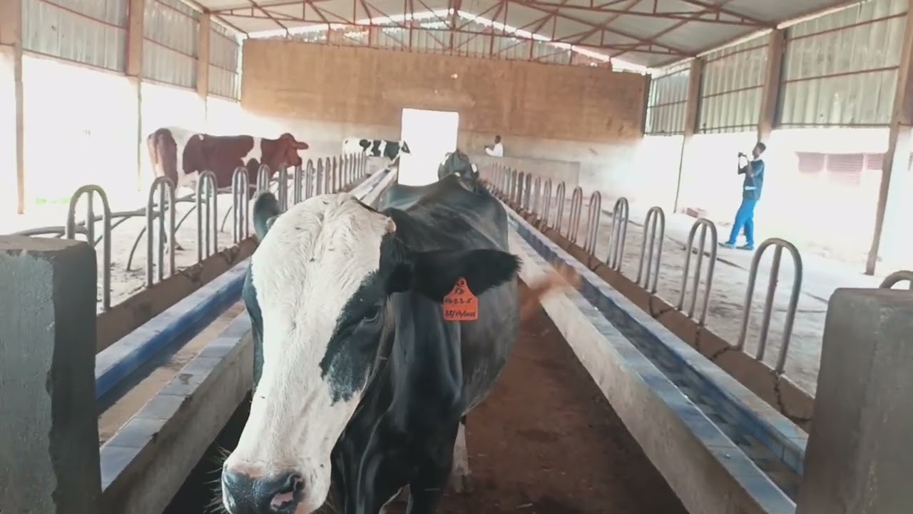 Ferme de production intensive de lait : production de 110 à 70 litres avec 13 Vaches Laitières.