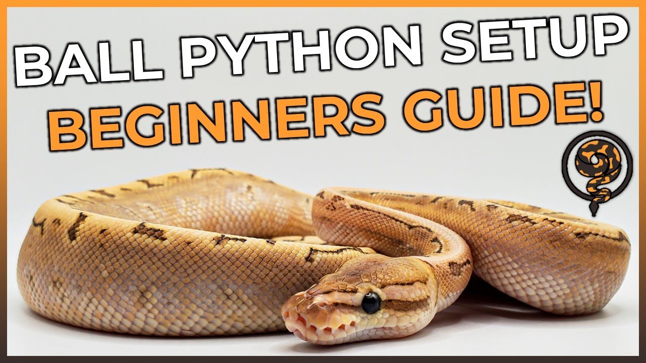 This is How You SHOULD Setup your Ball Python Enclosure in 2025!