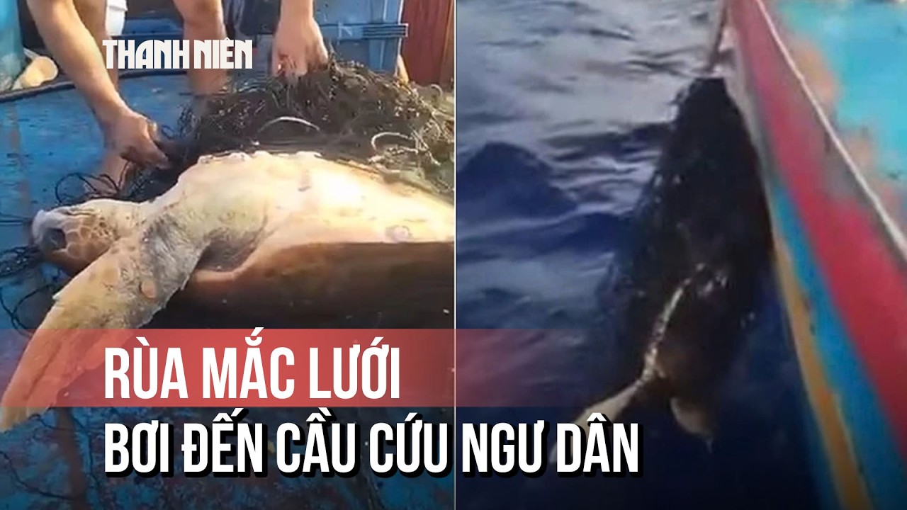 Clip rùa mắc lưới bơi đến thuyền cầu cứu gây xúc động, hút 16 triệu lượt xem
