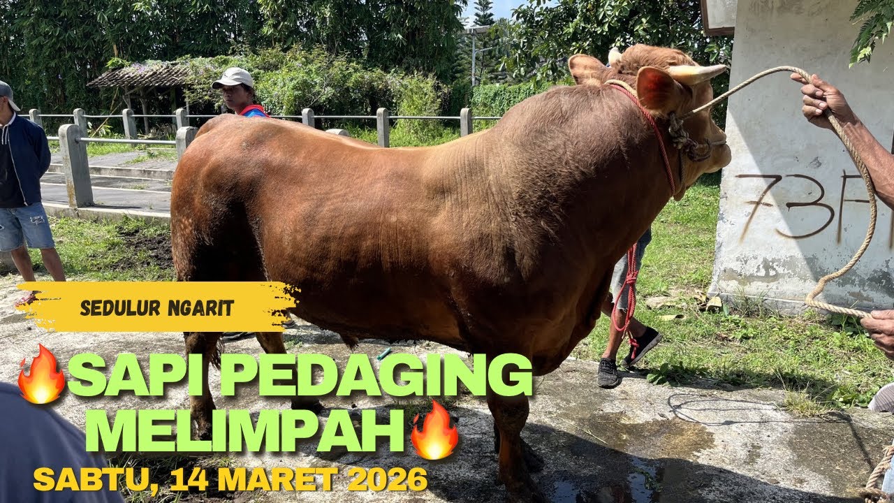 🔥SAPI PEDAGING MELIMPAH RUAH🔥‼️‼️ #sedulurngarit #sapipedaging 