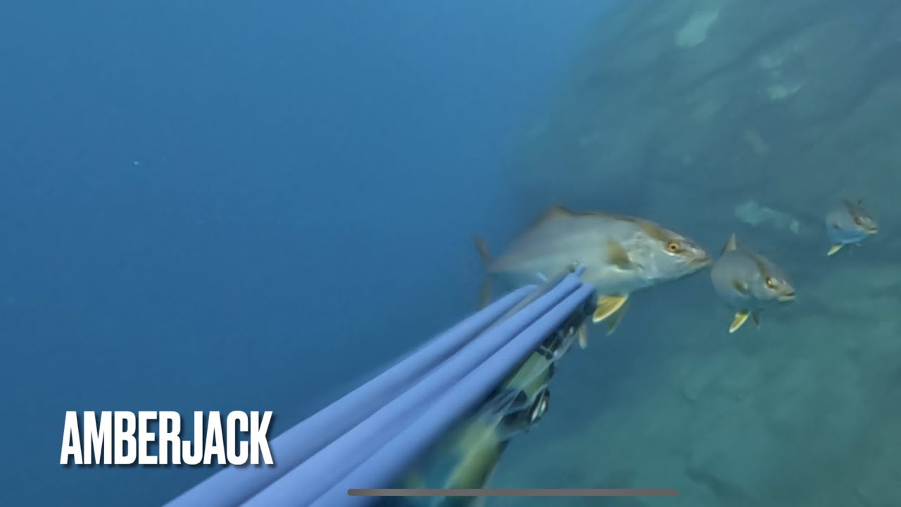 Подводная охота на канарских островах  🇮🇨 Осень 2024 #spearfishing  #tenerife