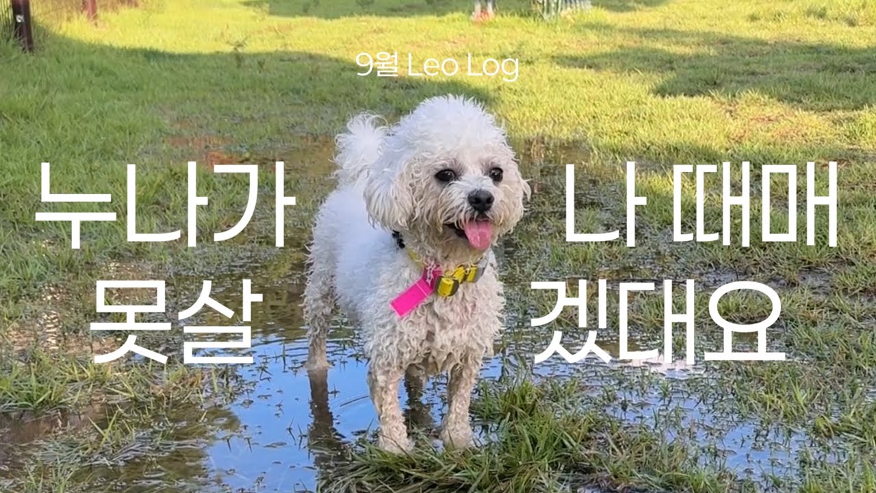 슬개골 수술 전 후회없이 놀러다니기 🐾 ｜반려견 동반 맛집 · 테일49 애견카페 · 북한강 스타벅스 · 여자친구 · 1:1 재활운동 독핏 후기💪｜9월 리오로그