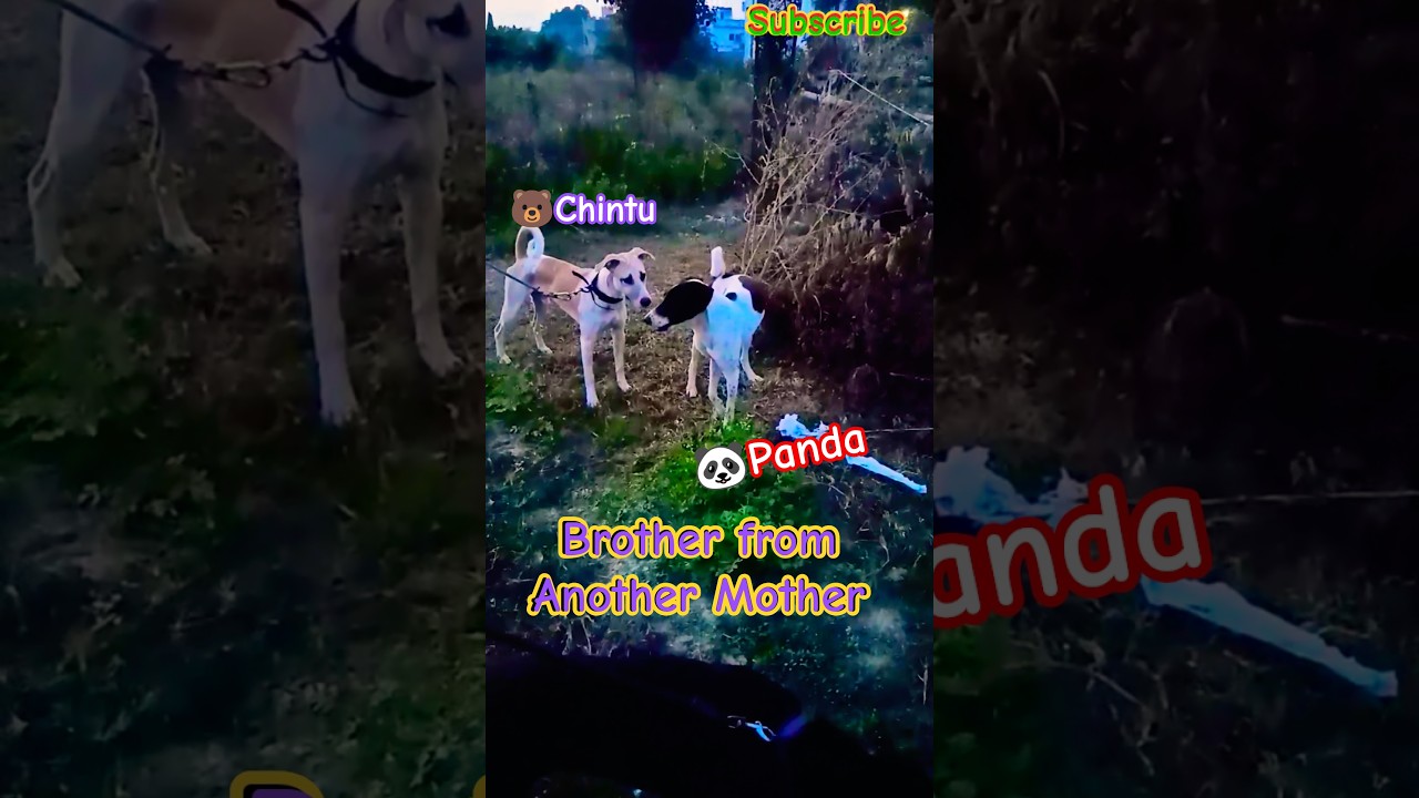 🐻Chintu's Half🔥 Brother Panda🐼 #desikutta #desidog #populardogs #pitbull #puppies #doglovers #shorts