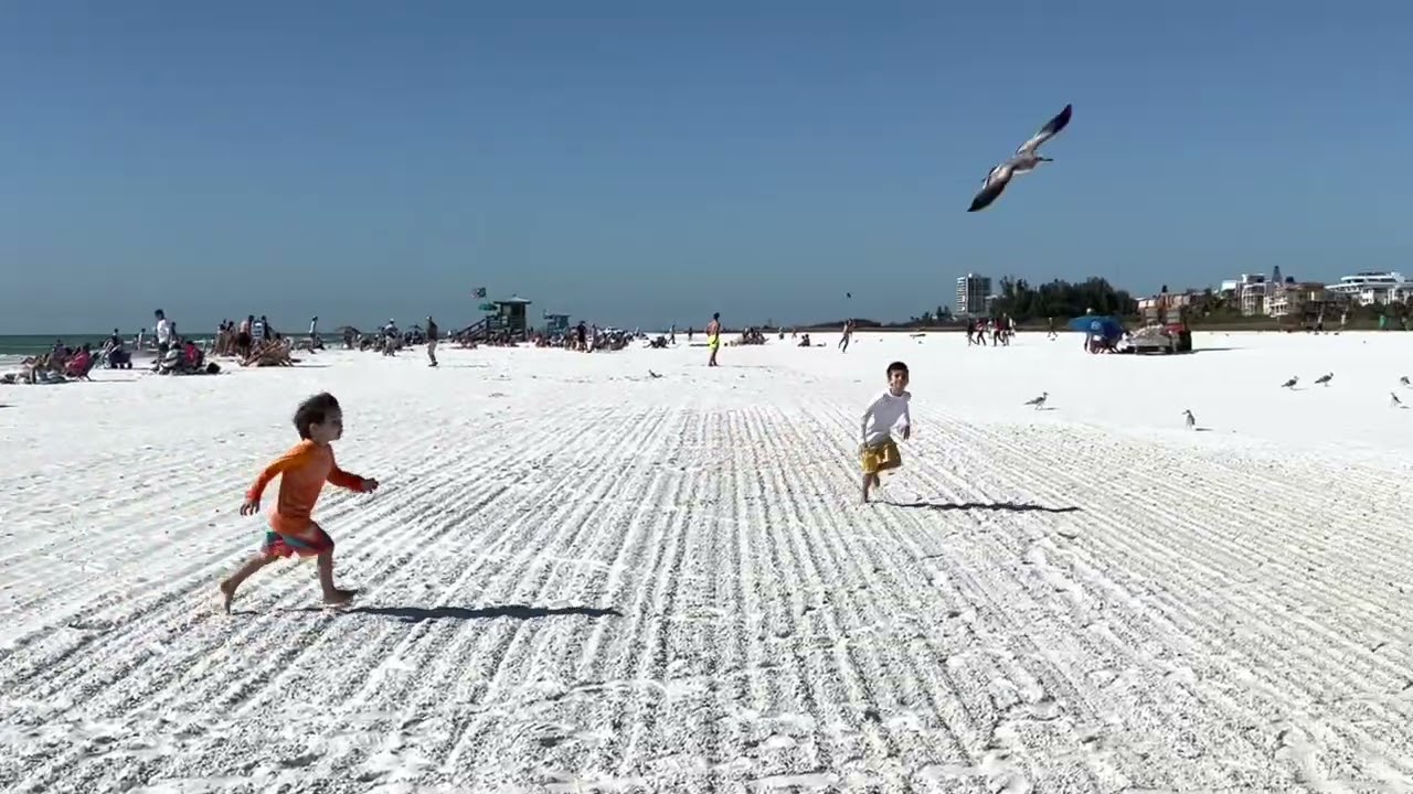 Sarasota Beautiful beach  in Florida super clean and white powdery sand,#beach #whitesand # Sarasota