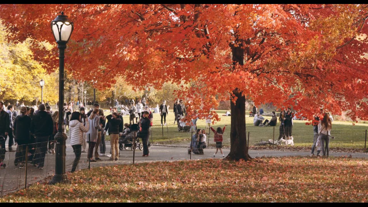 Central Park Fall Foliage 2016