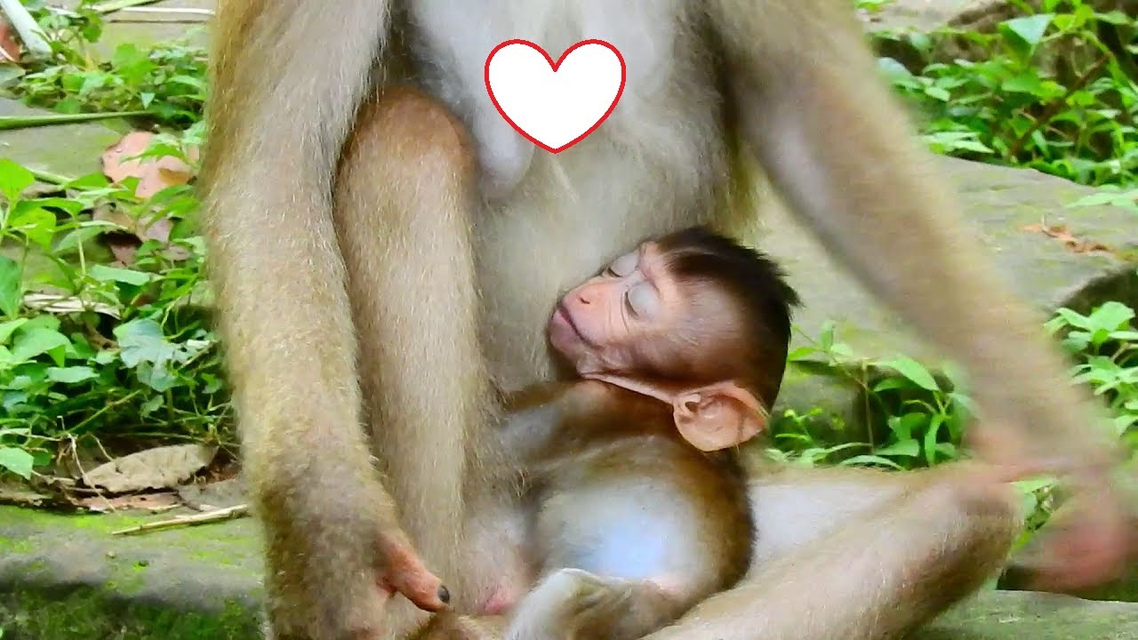 Cute Rainbow missed milk cuz Libby mom shakes body to reject milk.