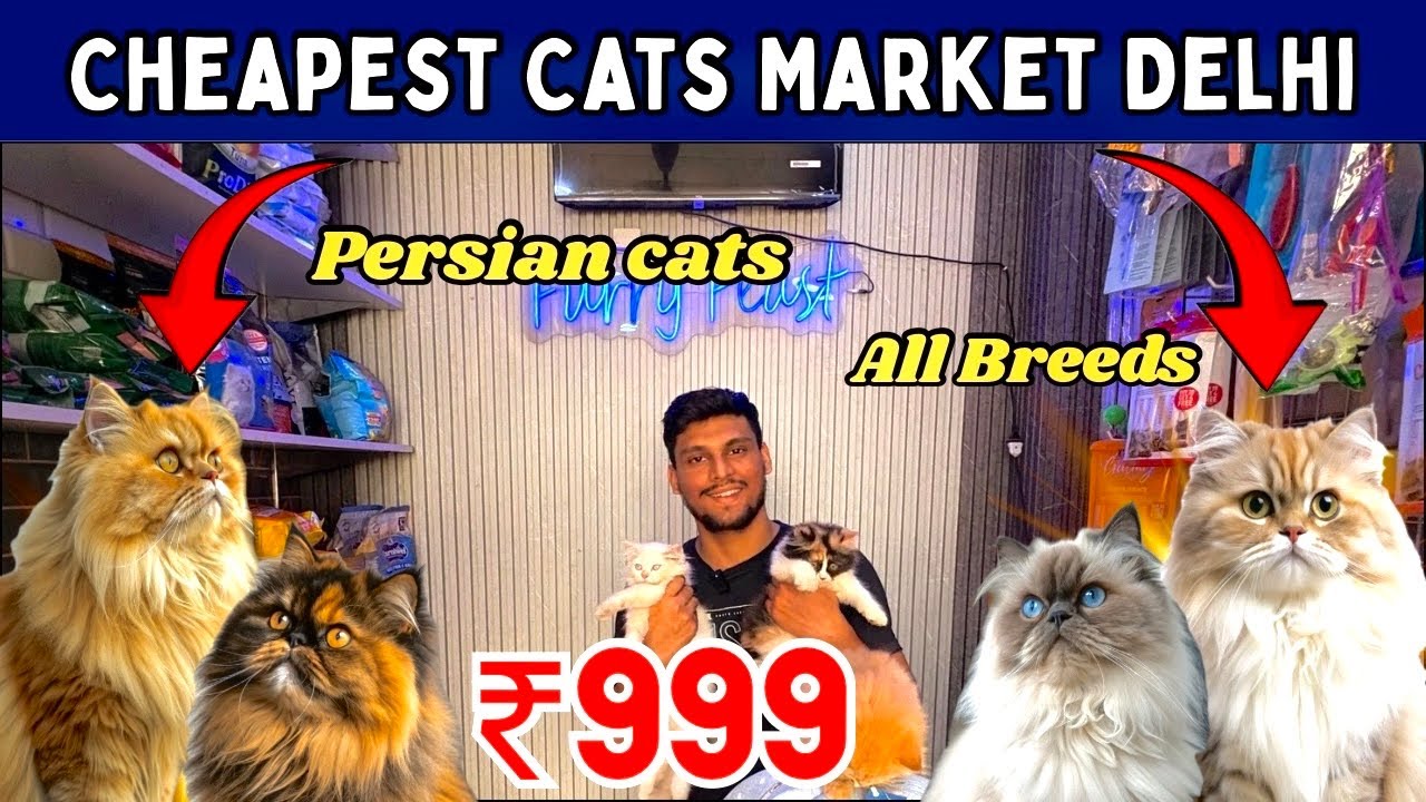 Cheapest Cats Market in Delhi NCR | Persian, Maine Koon, Sphynx, Siamese | Furry Feast Okhla Delhi