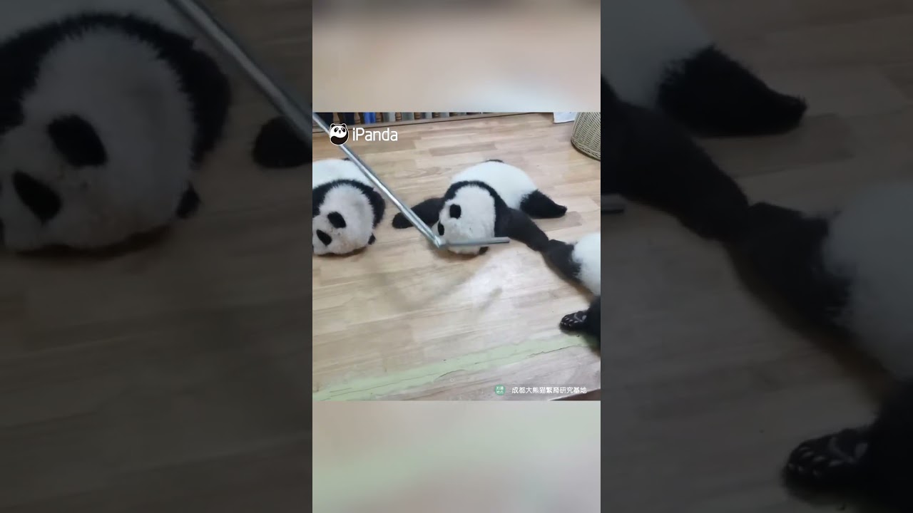Nanny Hooks The Sleeping Baby Pandas Into The Right Order Without Waking Them Up | iPanda #shorts