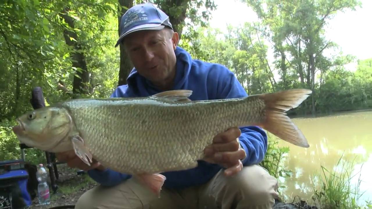 Lov kaprov na divokých vodách - 27. čásť - Malý Dunaj, Vyhrali kapry!