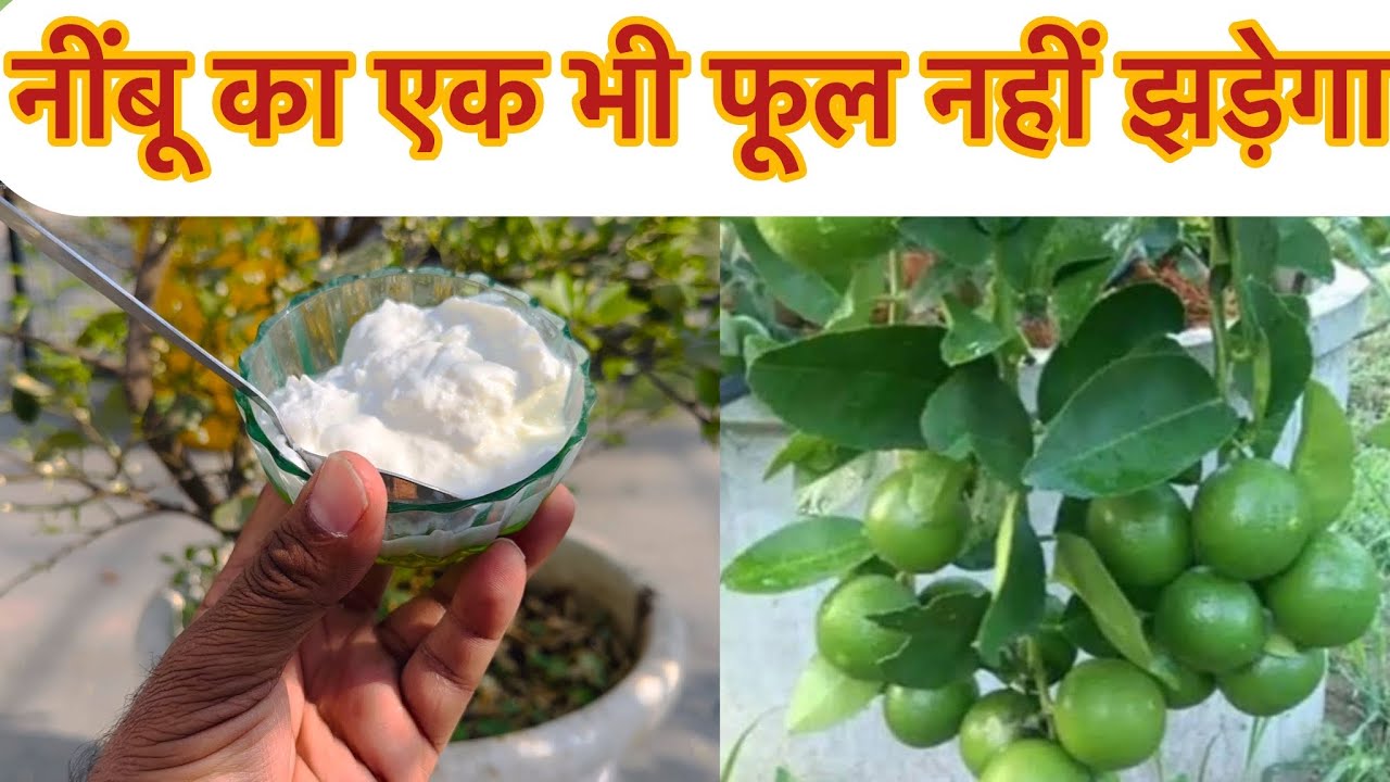 सभी लोग खाते हैं यह चीज नींबू के फूलों को रोक देगी तुरंत!