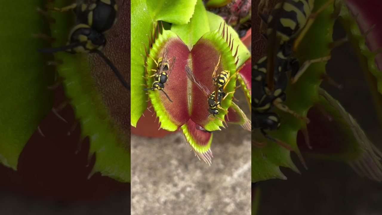 Big Venus fly trap eating wasp 🐝 Insectivorous plants vs insects