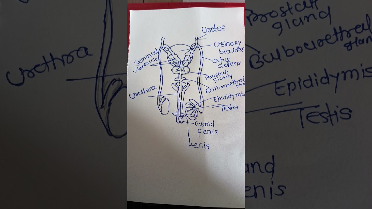structure of male reproductive system|Miss komal 😊|
