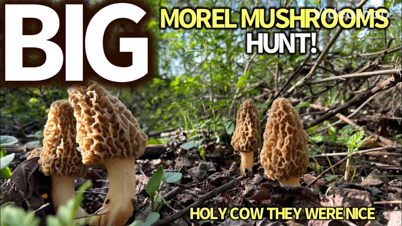 BIG MOREL MUSHROOMS EVERYWHERE! #morelmushroom #morels #mushroom