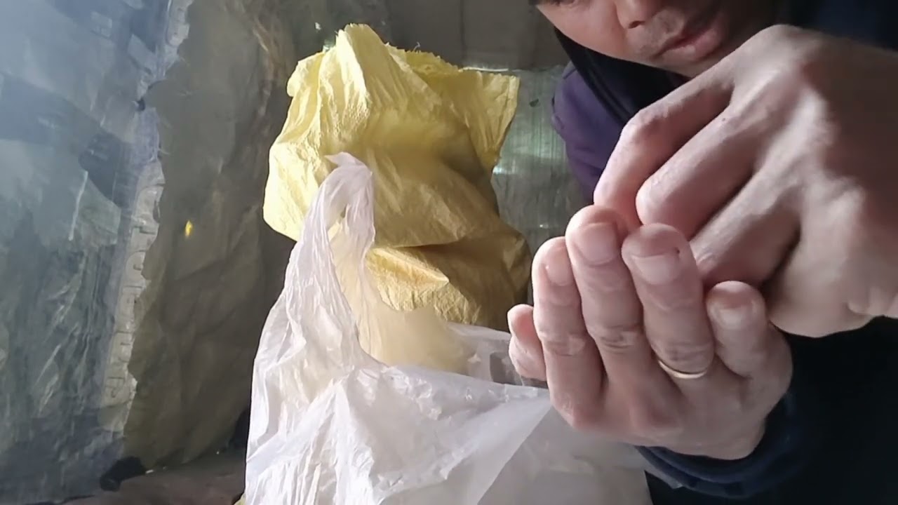 Easy Way How to Grow Oyster Mushroom at Home in Winter||Ngan Pyni Ia Phi Ba Nga Thung Tit 😱