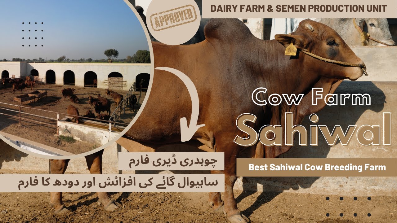 Sahiwal Cow Farm | Best Breeding Farm Sahiwal Pakistan | ساہیوال نسل کی گائے