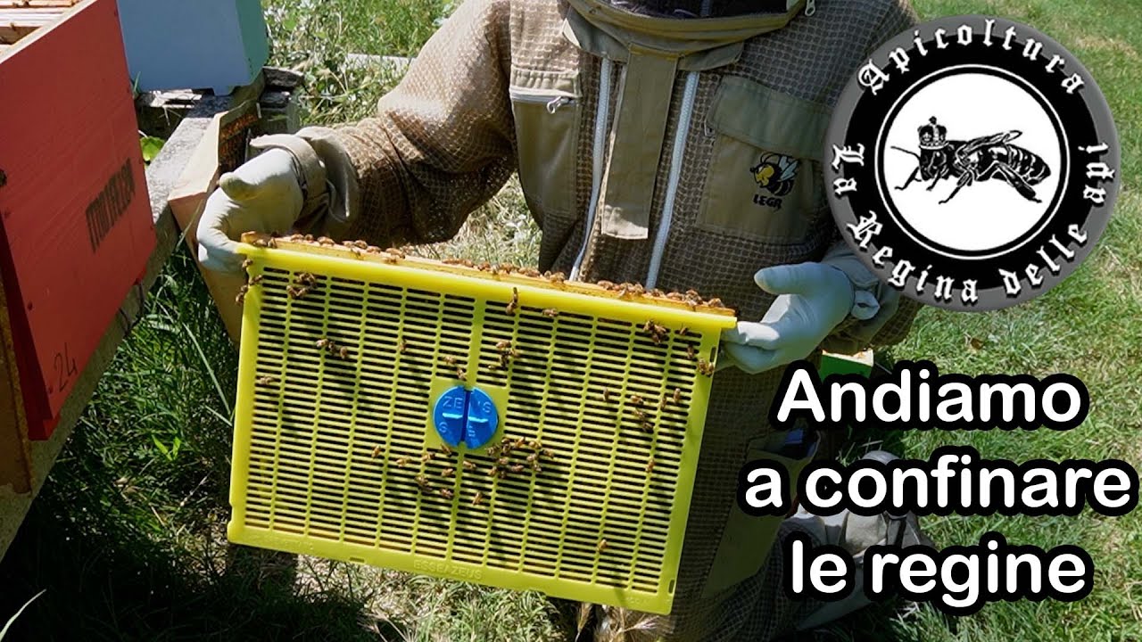BLOCCO di COVATA con la GABBIA ZEUS #apicoltura #api #varroa