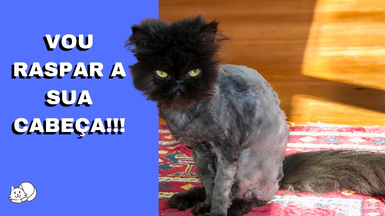 PODE TOSAR O GATO?