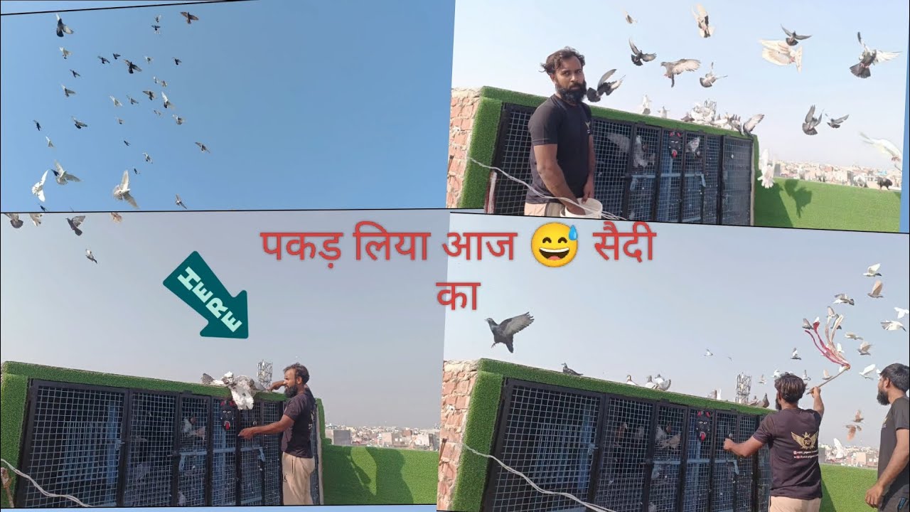 आज पकड़ा सैदी का#pigeon #kabutar 