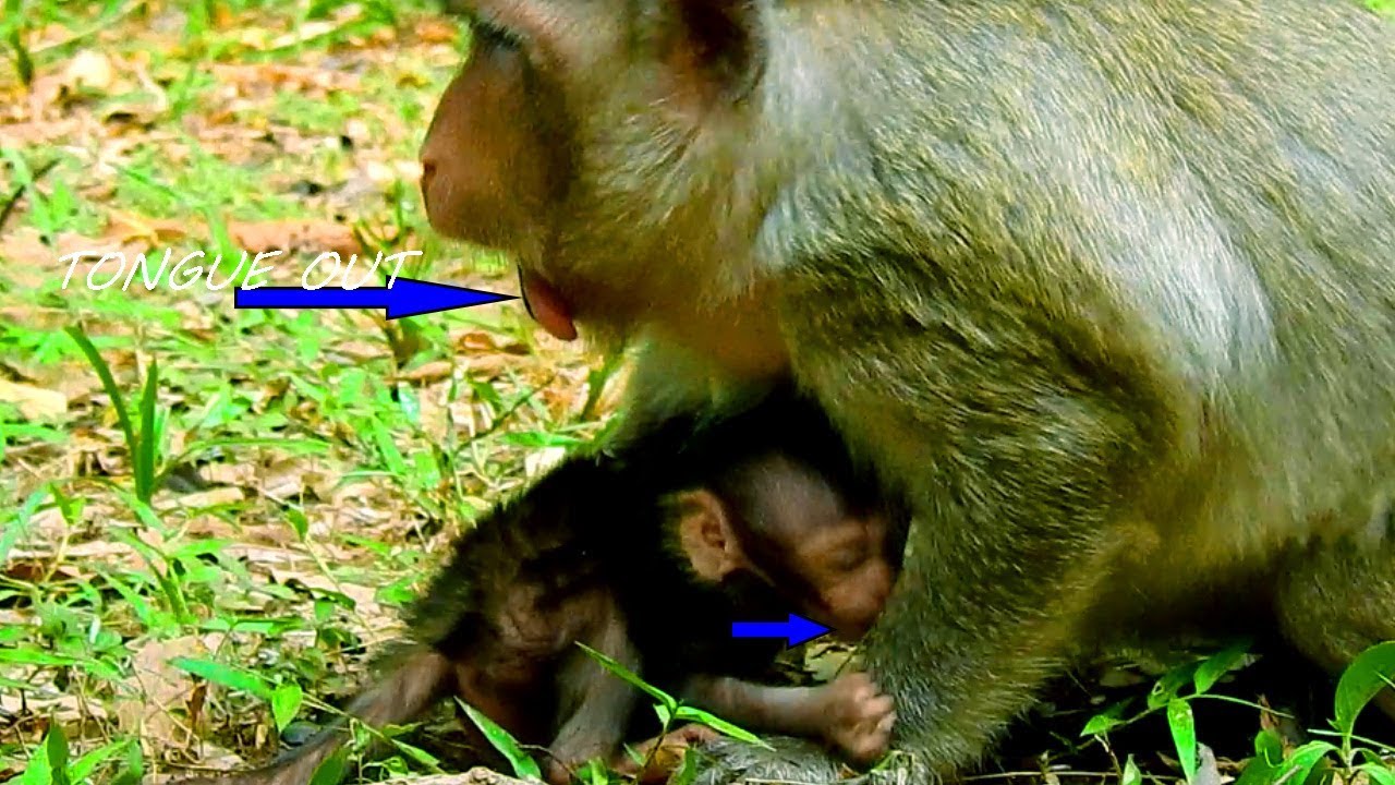 Oop!, Has Lizzy Monkey Got Sick, Coughing & Vomiting, Tongue Out, Often Happen