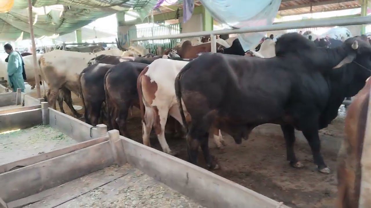 Sherwani TV lahore kay farmar ki Qurban kay janwaron ki kharidari #short #shorts #shortvideo 
